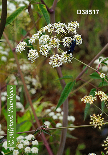 Spotted Water-hemlock (Cicuta maculata)